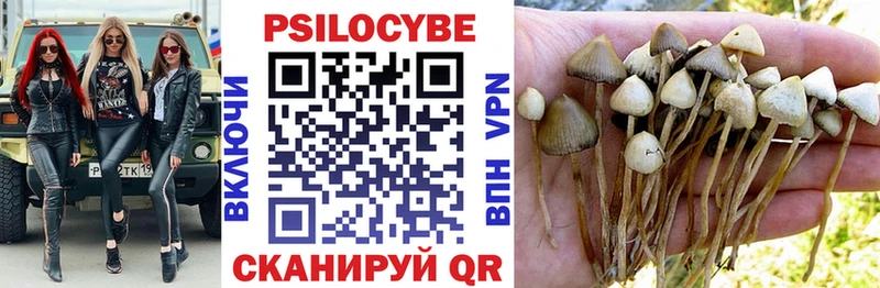 сколько стоит Кукмор Галлюциногенные грибы Psilocybe